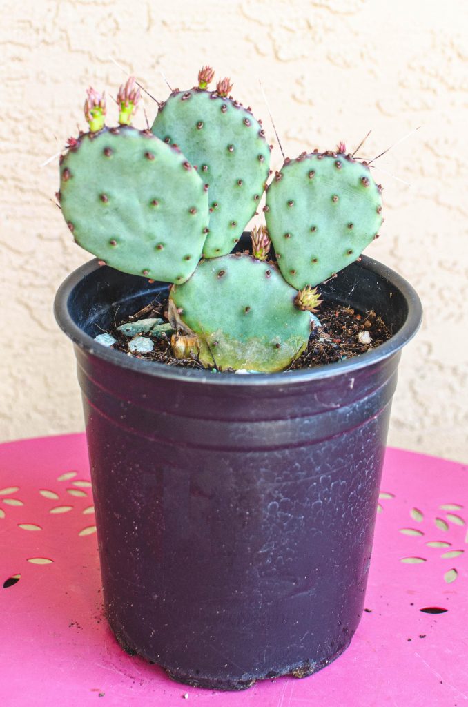Opuntia robusta Silver Dollar 団扇サボテン 【公式直営】【公式